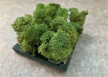 3d Akoestische de Muurcomités van het aardmos voor het Bewijs van de de Decoratieschimmel van de Muren Groene Installatie